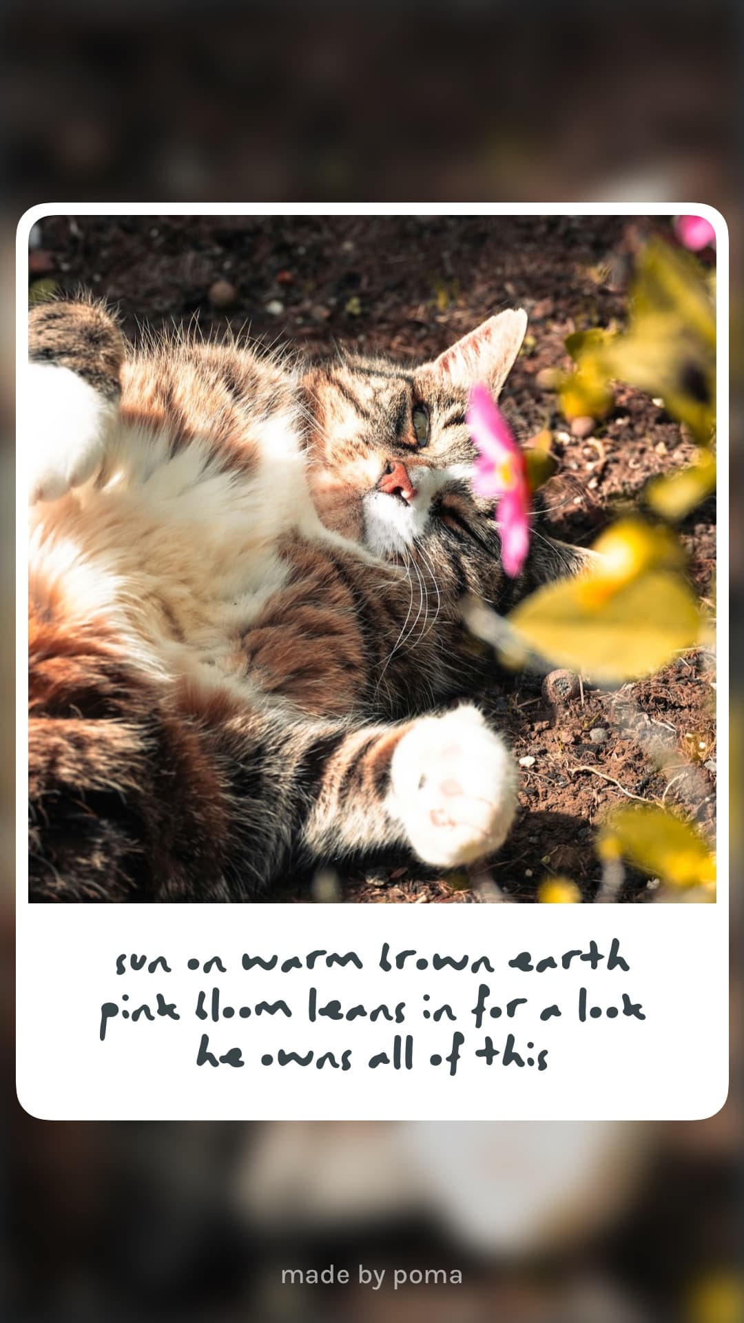 A cat lounging in the dirt next to a pink flower, looking entirely unbothered